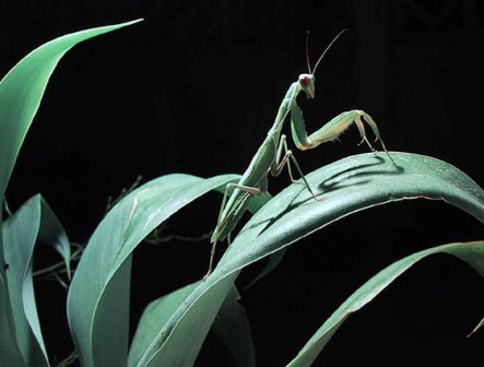 20060617230918-mantis.jpg