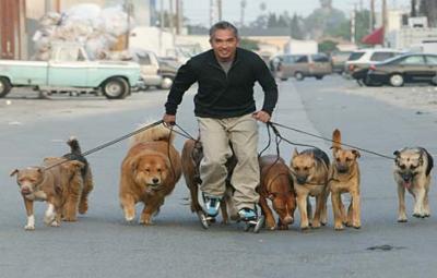20080501103604-millan-dogpack-lg.jpg