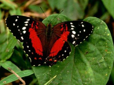 20091110141519-mariposa2.jpg